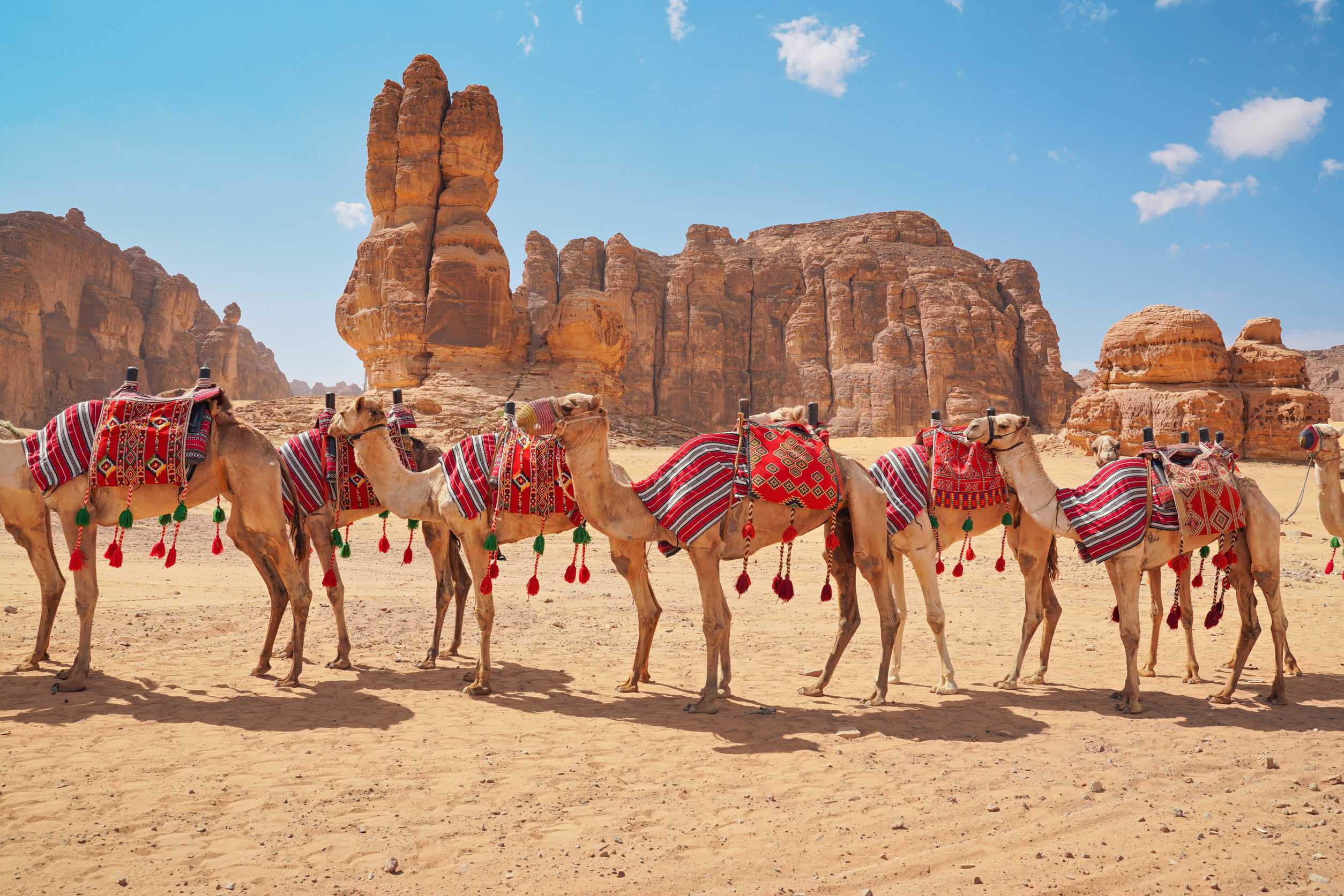 Group Of Camels Seats Ready For Tourists Walking In Alula Desert On A Bright Sunny Day Closeup