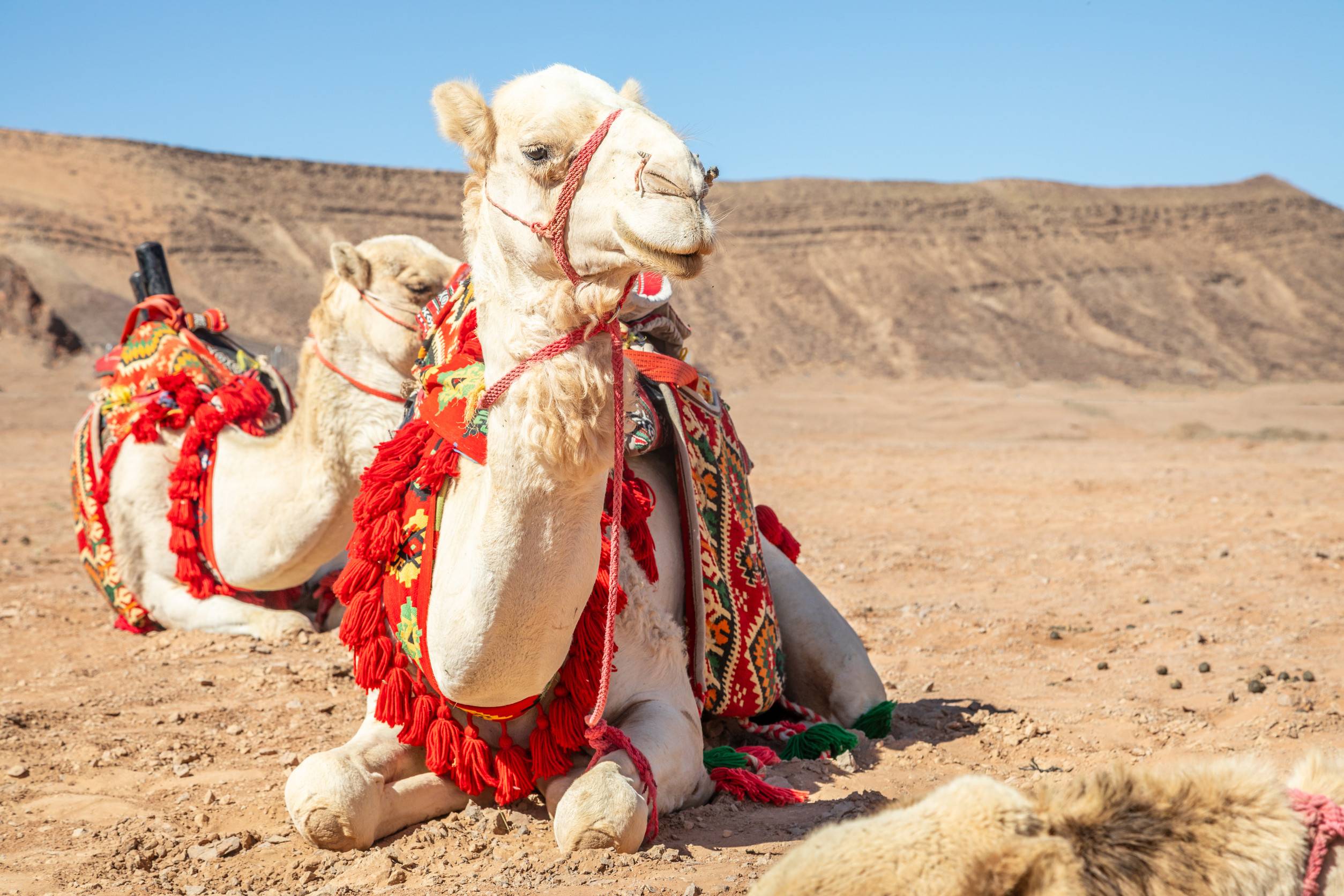 Harnessed Riding Camels Resting In The Desert Al Ula Saudi Arabia