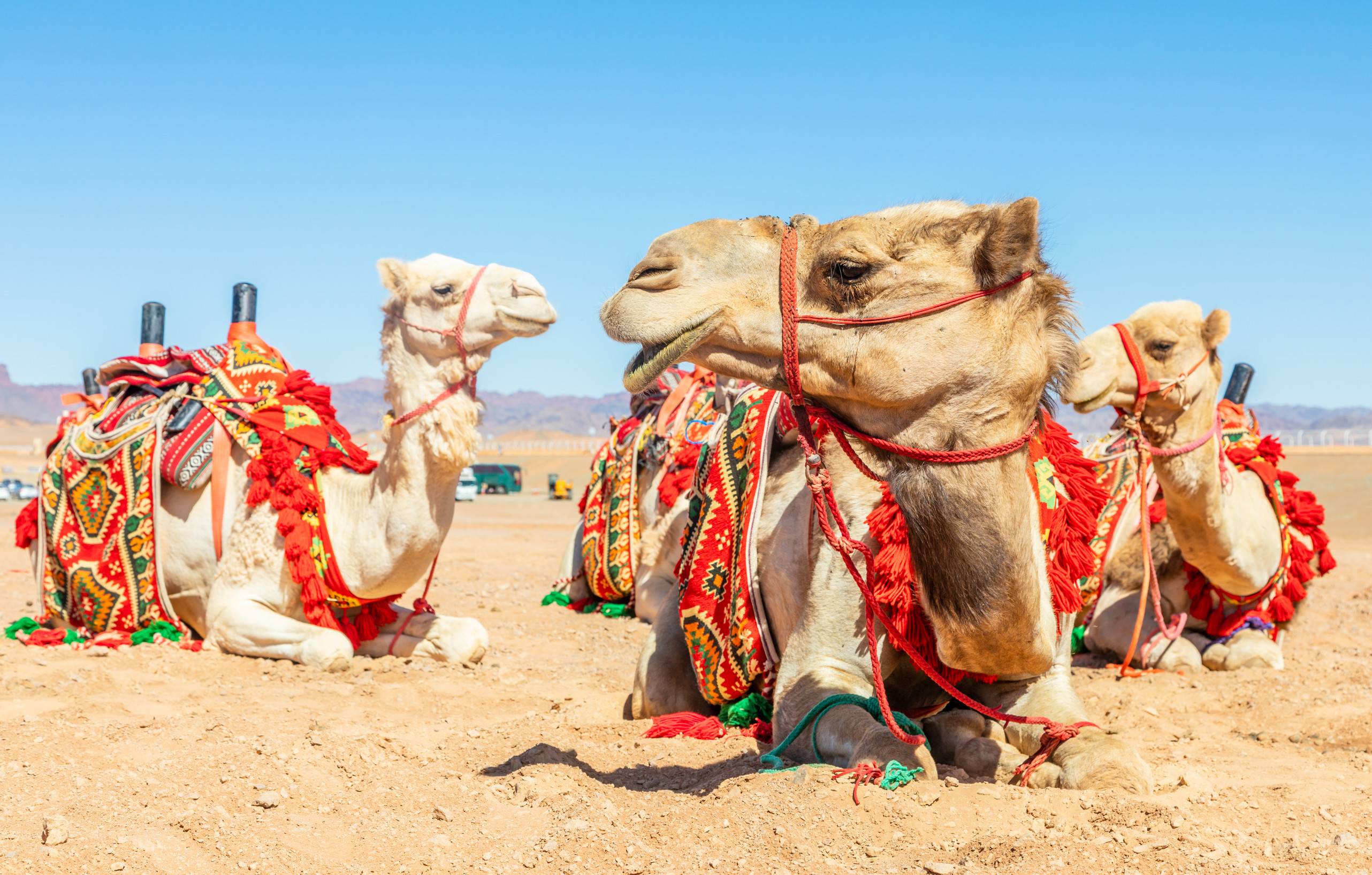 Harnessed Riding Camels Resting In The Desrt Al Ula Saudi Arabia